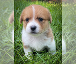 Image preview for Ad Listing. Nickname: Cricket