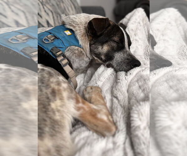 Medium Photo #2 Mutt Puppy For Sale in Garden City, NY, USA