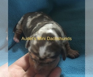Dachshund Puppy for sale in BRANDON, VT, USA