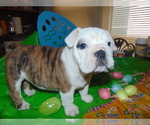 Small Photo #17 English Bulldog Puppy For Sale in HAMILTON, OH, USA