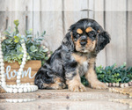 Small #2 Cocker Spaniel