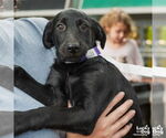 Small #1 Labrador Retriever Mix