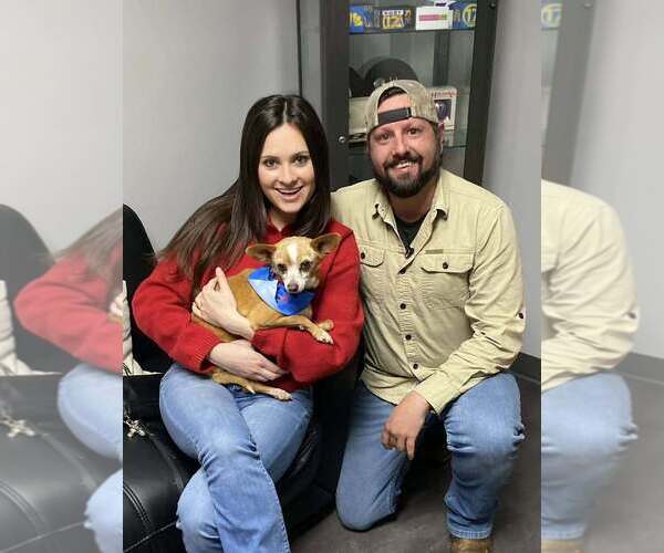 Medium Photo #3 Chihuahua-Unknown Mix Puppy For Sale in Calgary, Alberta, Canada