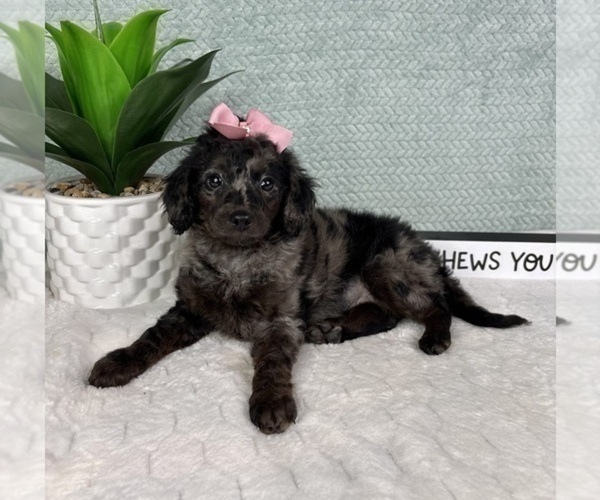 Medium Photo #3 Aussiedoodle Miniature  Puppy For Sale in GREENFIELD, IN, USA