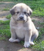 Puppy 2 Anatolian Shepherd-Golden Retriever Mix