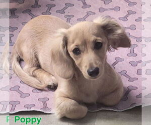 Medium Dachshund