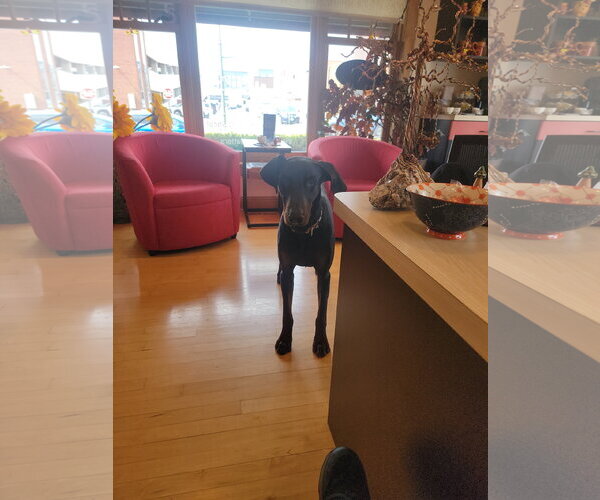 Medium Photo #12 Doberman Pinscher Puppy For Sale in Buffalo, MN, USA