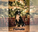 Small #1 North American Shepherd