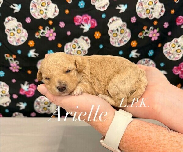 Medium Photo #2 Maltipoo (Miniature) Puppy For Sale in WINNSBORO, LA, USA
