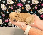 Small #1 Maltipoo (Miniature)