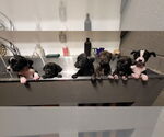 Small #3 Boston Terrier Mix