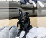 Small #4 Australian Shepherd Mix