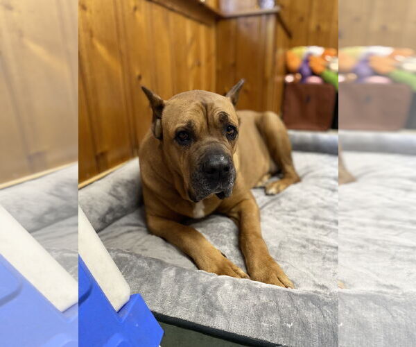 Medium Photo #4 Mutt Puppy For Sale in Raleigh, NC, USA