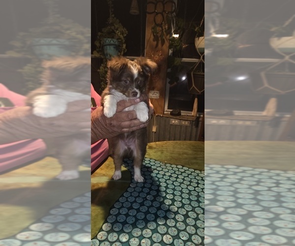 Medium Photo #4 Miniature Australian Shepherd Puppy For Sale in SHALLOWATER, TX, USA