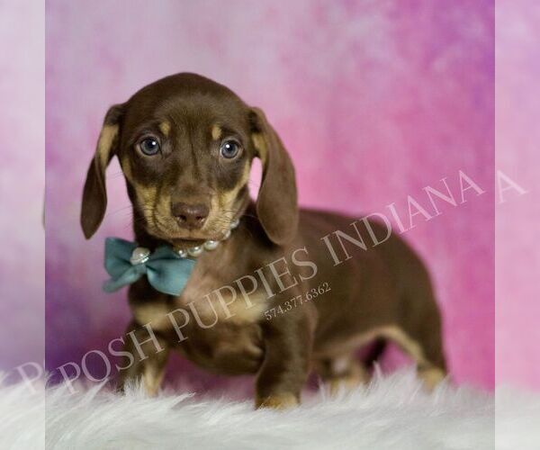 Medium Photo #5 Dachshund Puppy For Sale in WARSAW, IN, USA