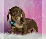 Small #4 Dachshund