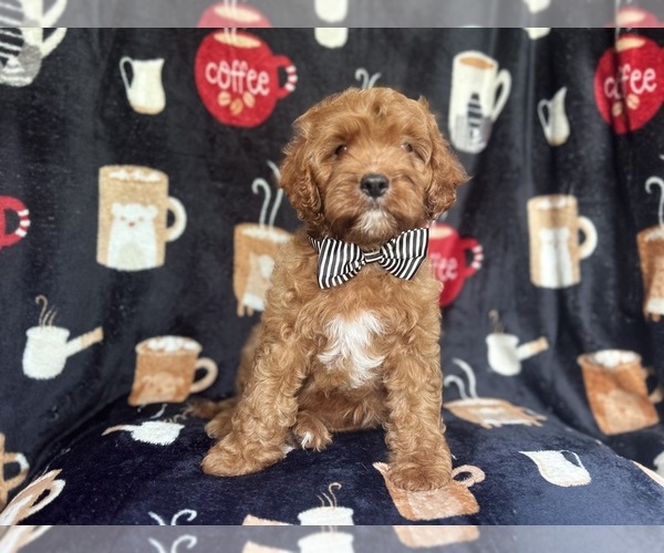 Medium Photo #9 Cavapoo Puppy For Sale in LAKELAND, FL, USA