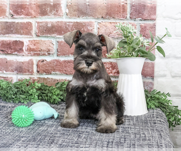 Medium Photo #7 Schnauzer (Miniature) Puppy For Sale in SYRACUSE, IN, USA