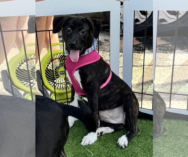 Medium Photo #2 Mutt Puppy For Sale in Sanford, FL, USA