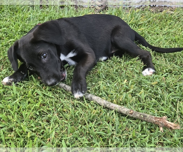 Medium Photo #12 English Cream Golden Retriever-German Shepherd Dog Mix Puppy For Sale in CHARLEROI, PA, USA