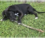Ashley - Female English Cream Golden Retriever-German Shepherd Dog Mix Puppy for Sale - Photo #12