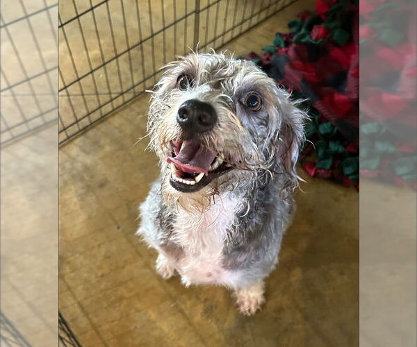 Medium Photo #3 Mutt Puppy For Sale in Abbeville, LA, USA