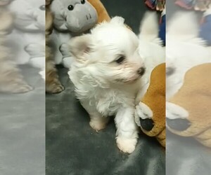Maltipom Puppy for sale in SAVANNA, IL, USA