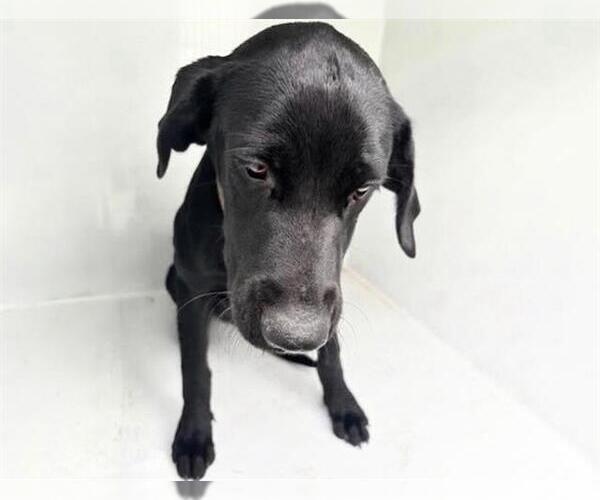 Medium Photo #1 Labrador Retriever Puppy For Sale in Houston, TX, USA