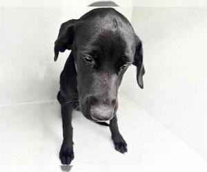 Labrador Retriever Dogs for adoption in Houston, TX, USA