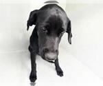 Small Labrador Retriever