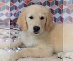 Small Photo #13 Golden Retriever Puppy For Sale in SYRACUSE, IN, USA