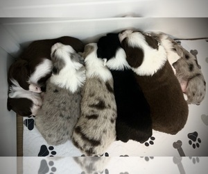 Miniature Australian Shepherd Litter for sale in CONNELLYS SPRINGS, NC, USA