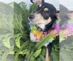 Small #6 Rat Terrier Mix