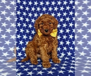 Miniature Labradoodle Puppy for sale in NOTTINGHAM, PA, USA