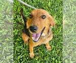 Small #2 Beagle