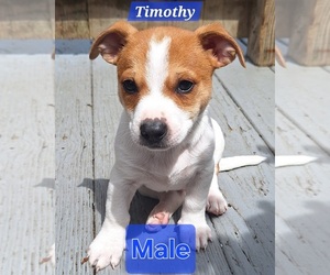 Chihuahua-Fox Terrier (Smooth) Mix Puppy for sale in MC KEES ROCKS, PA, USA