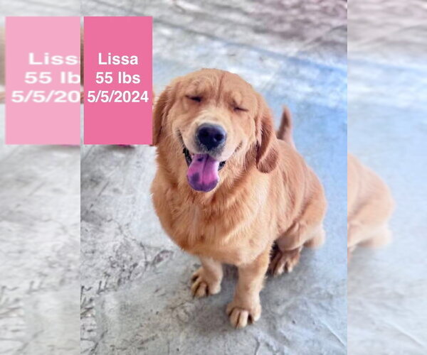 Medium Photo #2 Golden Retriever Puppy For Sale in West Hollywood, CA, USA