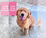 Small #1 Golden Retriever