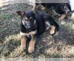 Small Photo #10 German Shepherd Dog Puppy For Sale in EAGLE CREEK, OR, USA