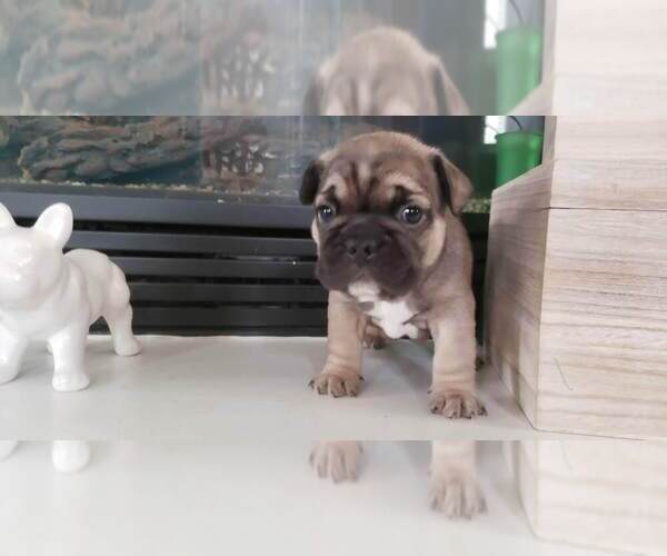 Medium Photo #1 French Bulldog Puppy For Sale in W SACRAMENTO, CA, USA