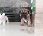 Small Photo #1 French Bulldog Puppy For Sale in W SACRAMENTO, CA, USA