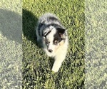 Small #8 Shetland Sheepdog