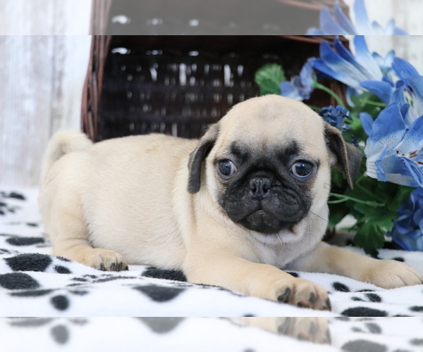 Medium Photo #3 Pug Puppy For Sale in SHILOH, OH, USA