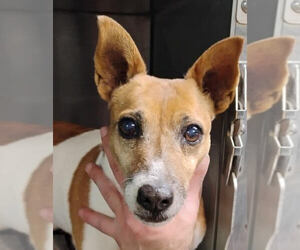 Jack Russell Terrier Dogs for adoption in Minneapolis, MN, USA