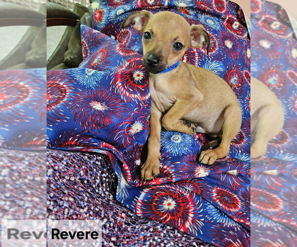 Medium Photo #3 Chiweenie Puppy For Sale in Ellijay, GA, USA