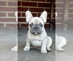 Small #3 French Bulldog