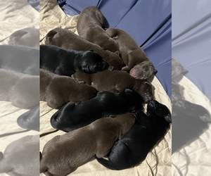 Labmaraner Puppy for sale in GENESEO, IL, USA