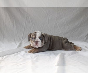 Bulldog Puppy for sale in DOWNEY, CA, USA