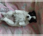 Small #5 Pomsky