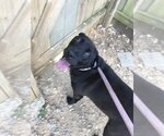 Small Photo #7 Labrador Retriever Puppy For Sale in Jackson, MS, USA